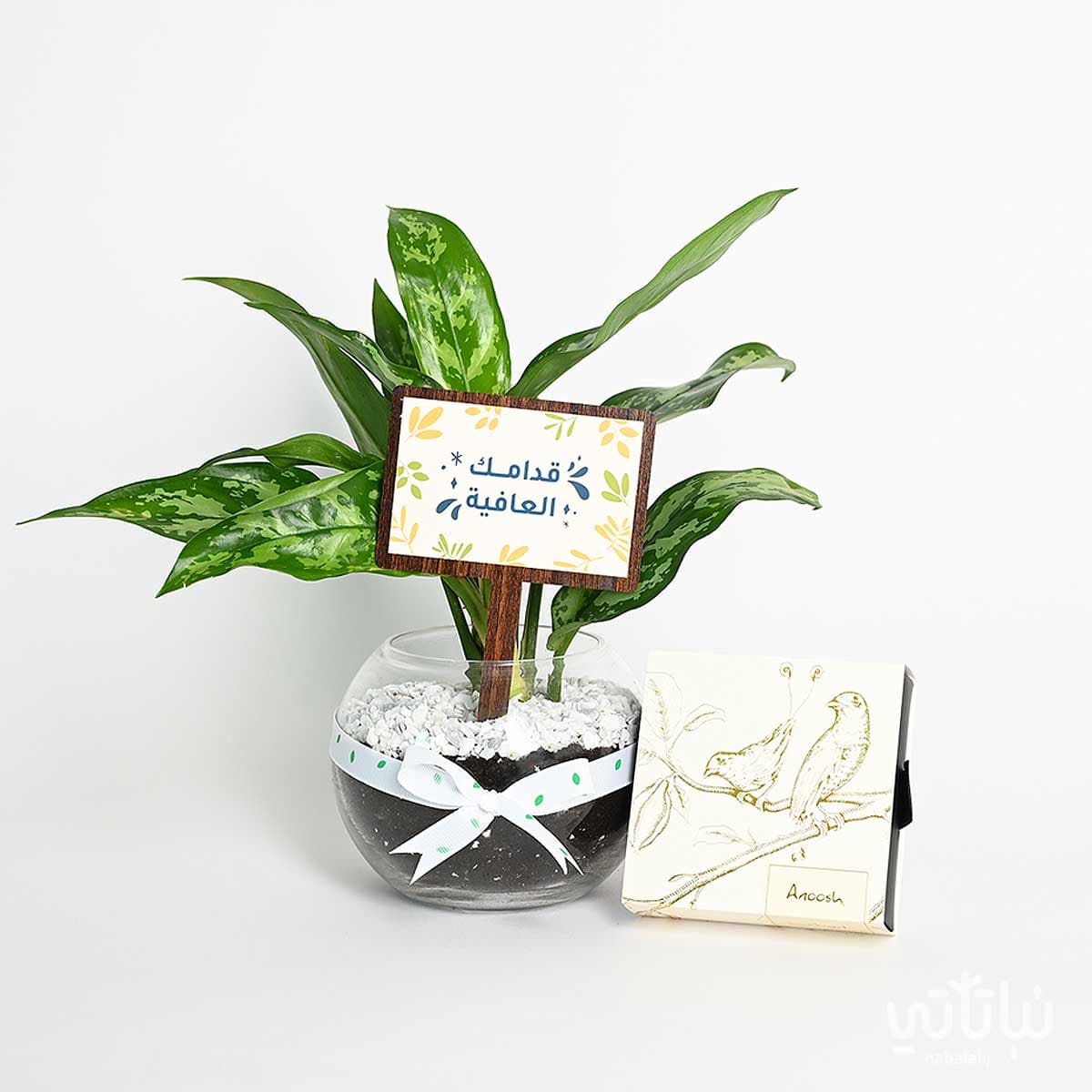 هدية قدامك العافية نبتة الاجلونيما وتشوكلت أنوش