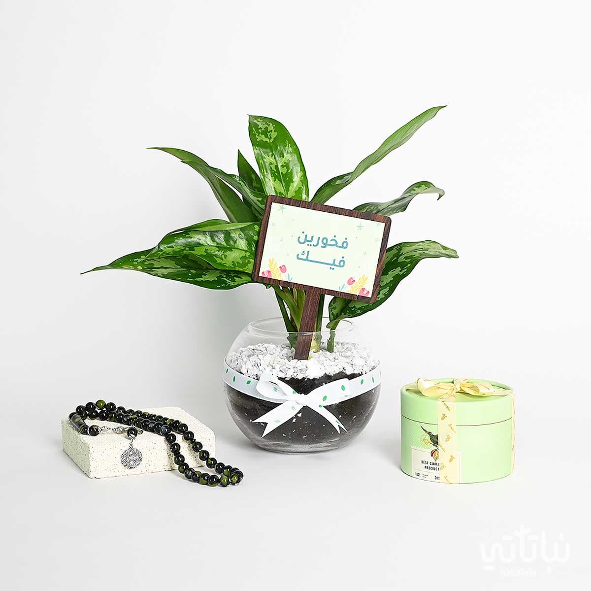 هدية فخورين فيك نبتة الاجلونيما و سبحة