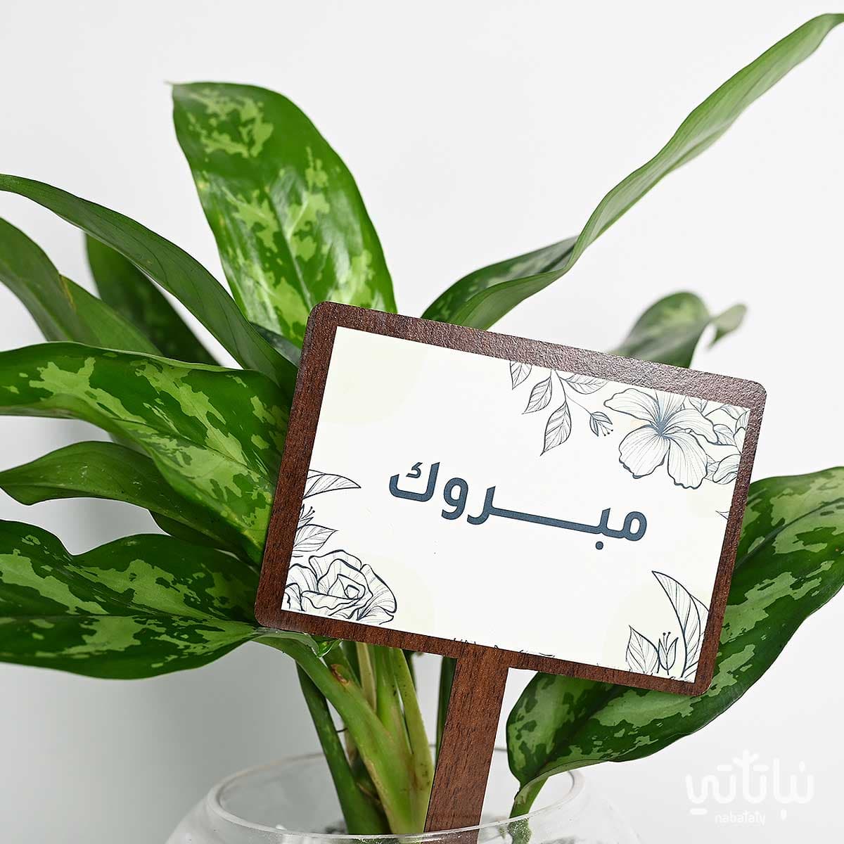 هدية مبروك نبتة الاجلونيما و سبحة 2