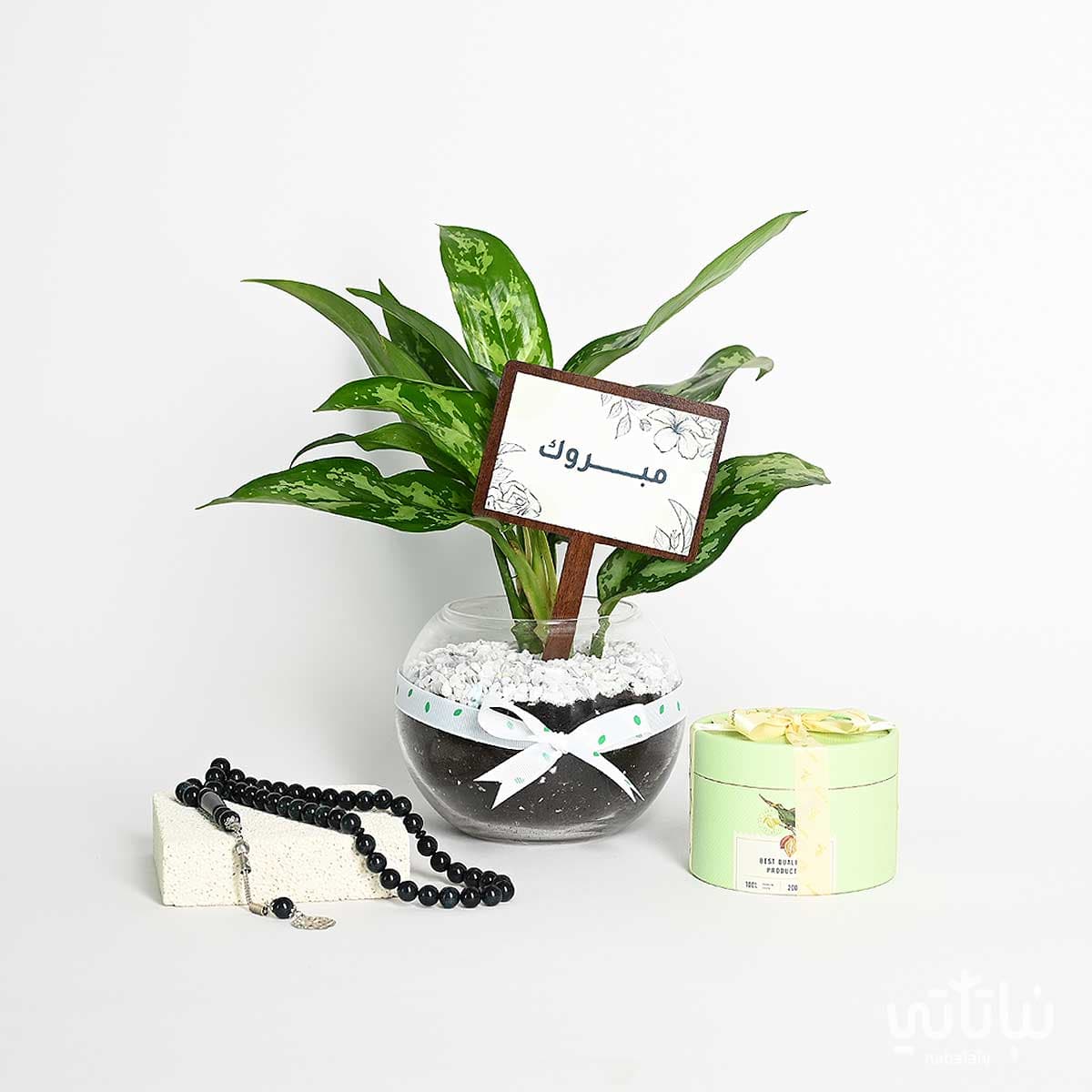 هدية مبروك نبتة الاجلونيما و سبحة 1