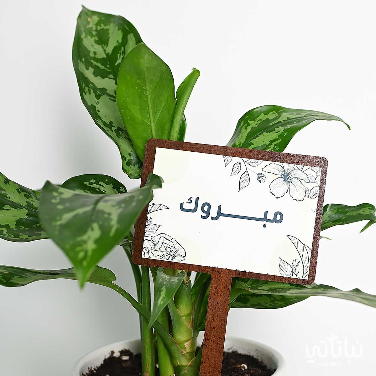 هدية قدامك العافية نبتة البوتس وتشوكلت مغلف