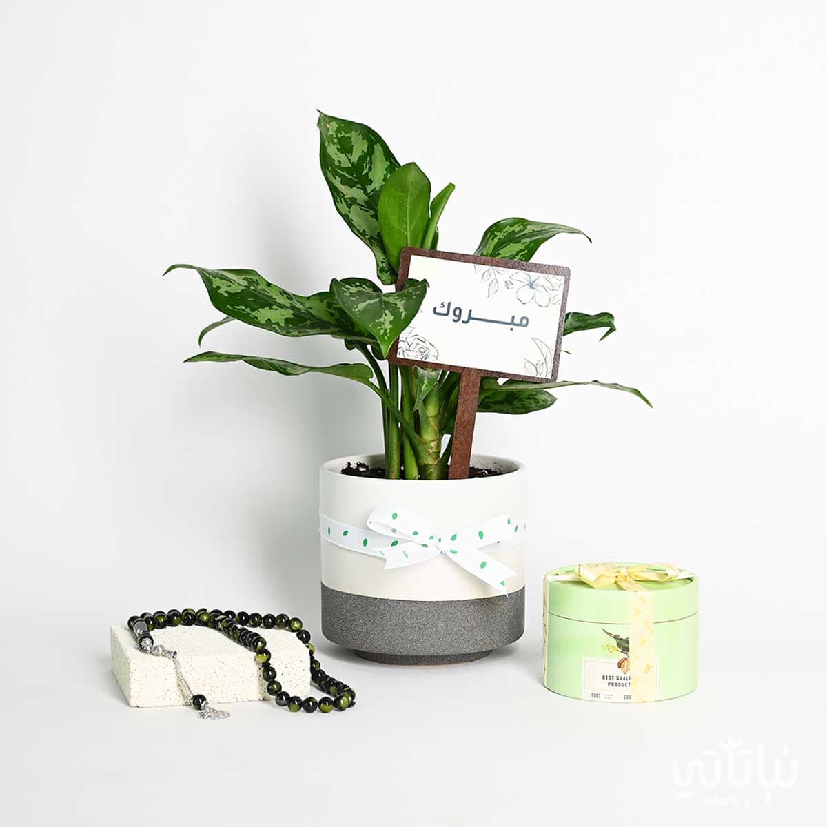 هدية مبروك نبتة الاجلونيما و سبحة