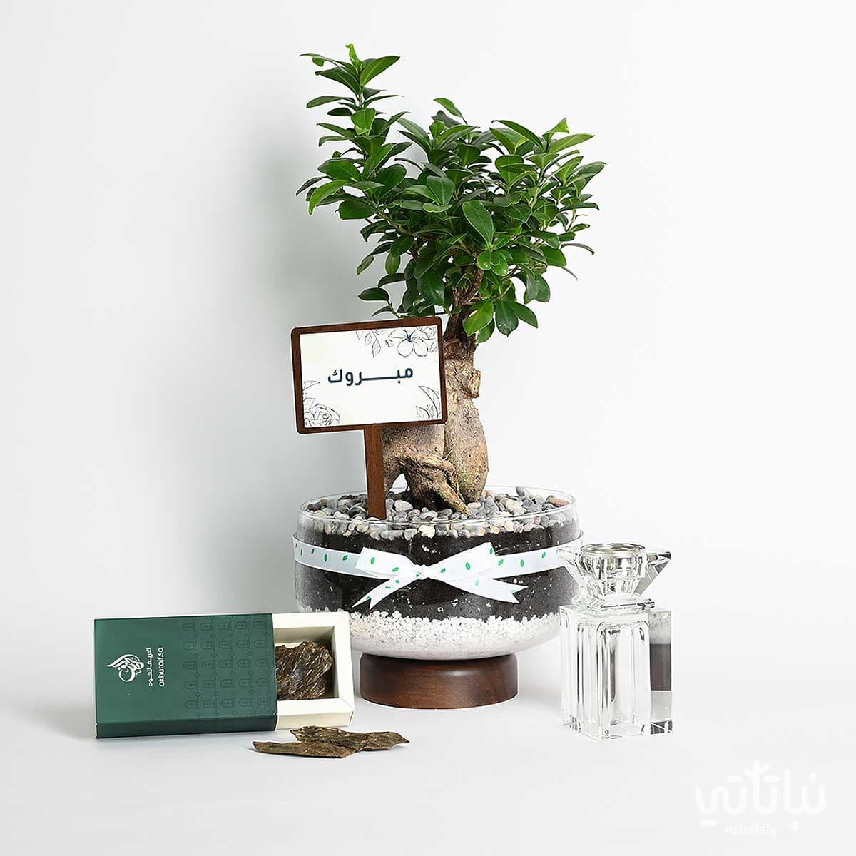 Congratulations gift bonsai plant with an incense burner and Oud 1