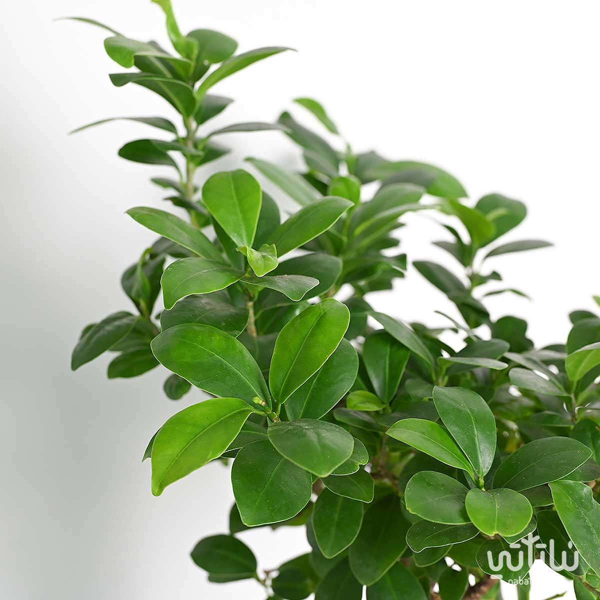 Congratulations gift bonsai plant with an incense burner and Oud 3