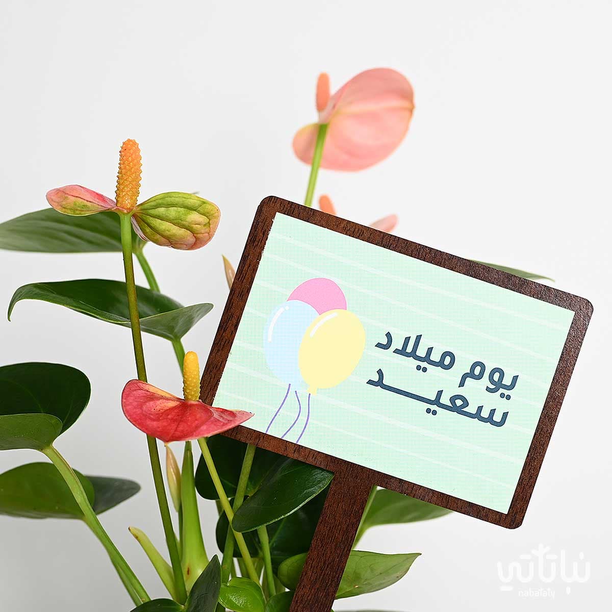 Birthday gift Anthurium plant and a Salmani style bracelet 2