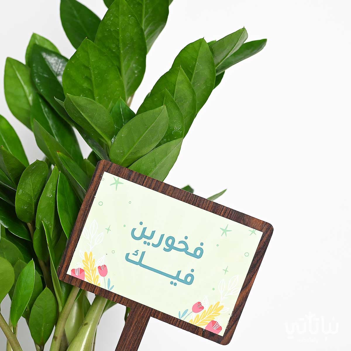 هدية فخورين فيك نبتة الزاميا و سوار الطراز السلماني 4