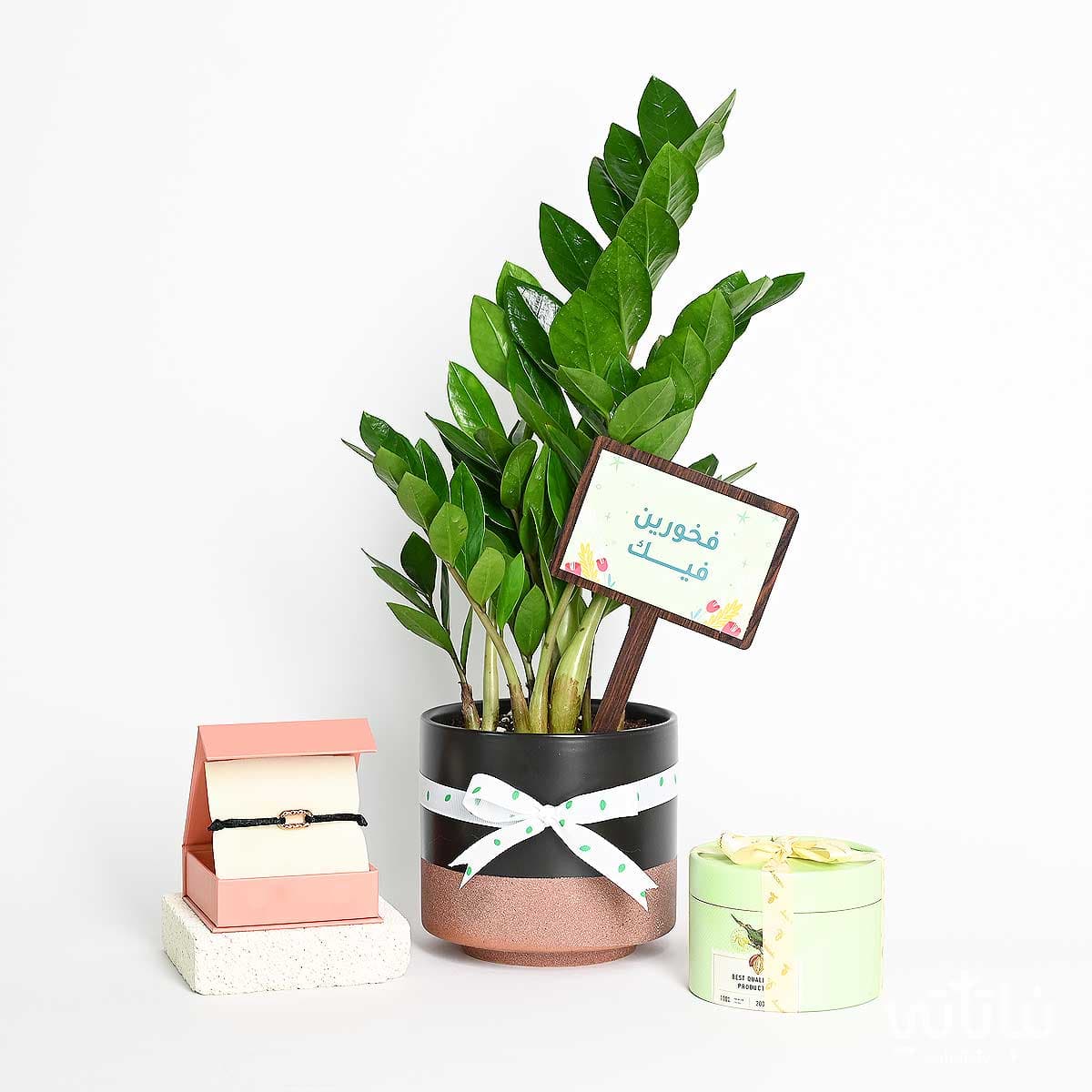 هدية فخورين فيك نبتة الزاميا و سوار الطراز السلماني 1