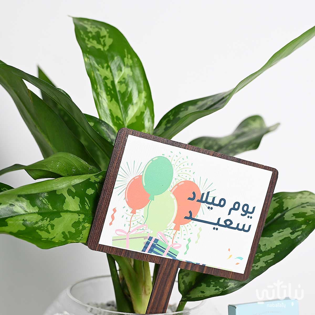 هدية يوم الميلاد نبتة الاجلونيما و خاتم الطراز السلماني 2