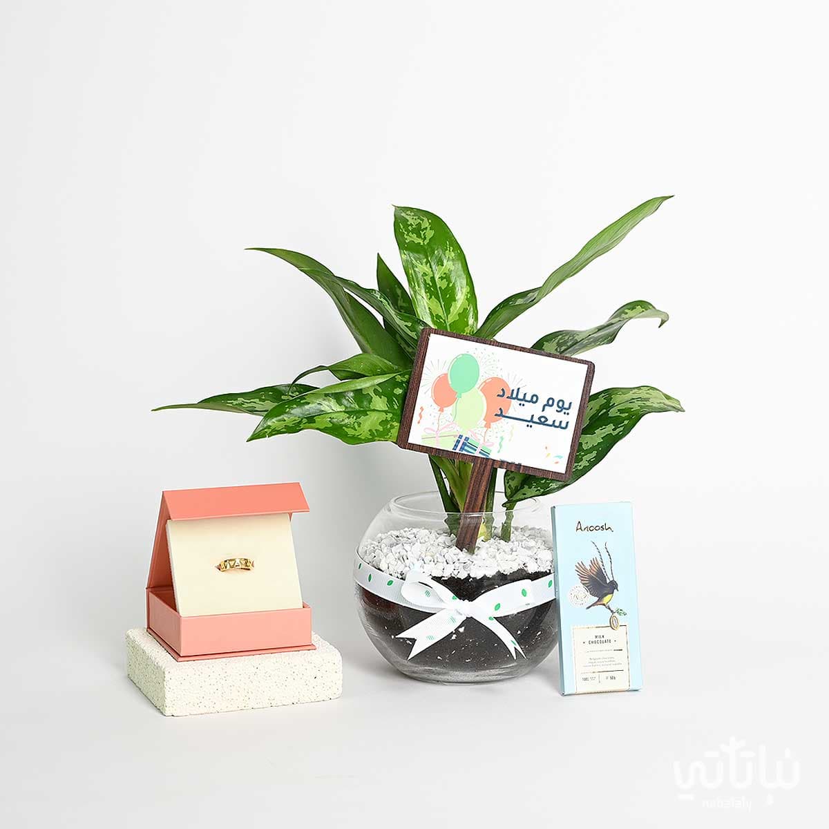 هدية يوم الميلاد نبتة الاجلونيما و خاتم الطراز السلماني 1