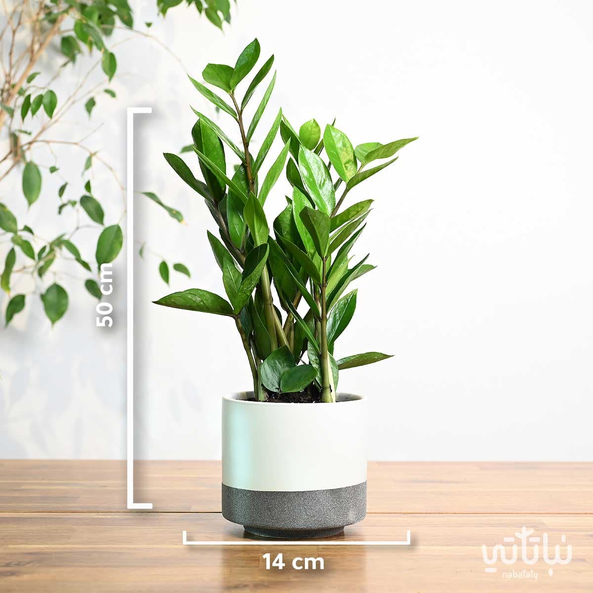 نبتة زاميا في اصيص سيراميك ابيض 2