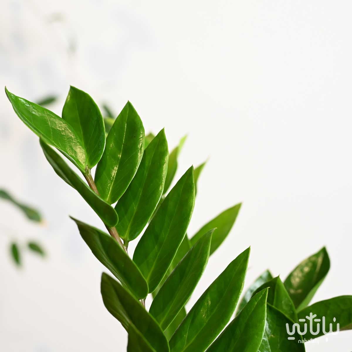 نبتة زاميا في اصيص سيراميك اسود 3