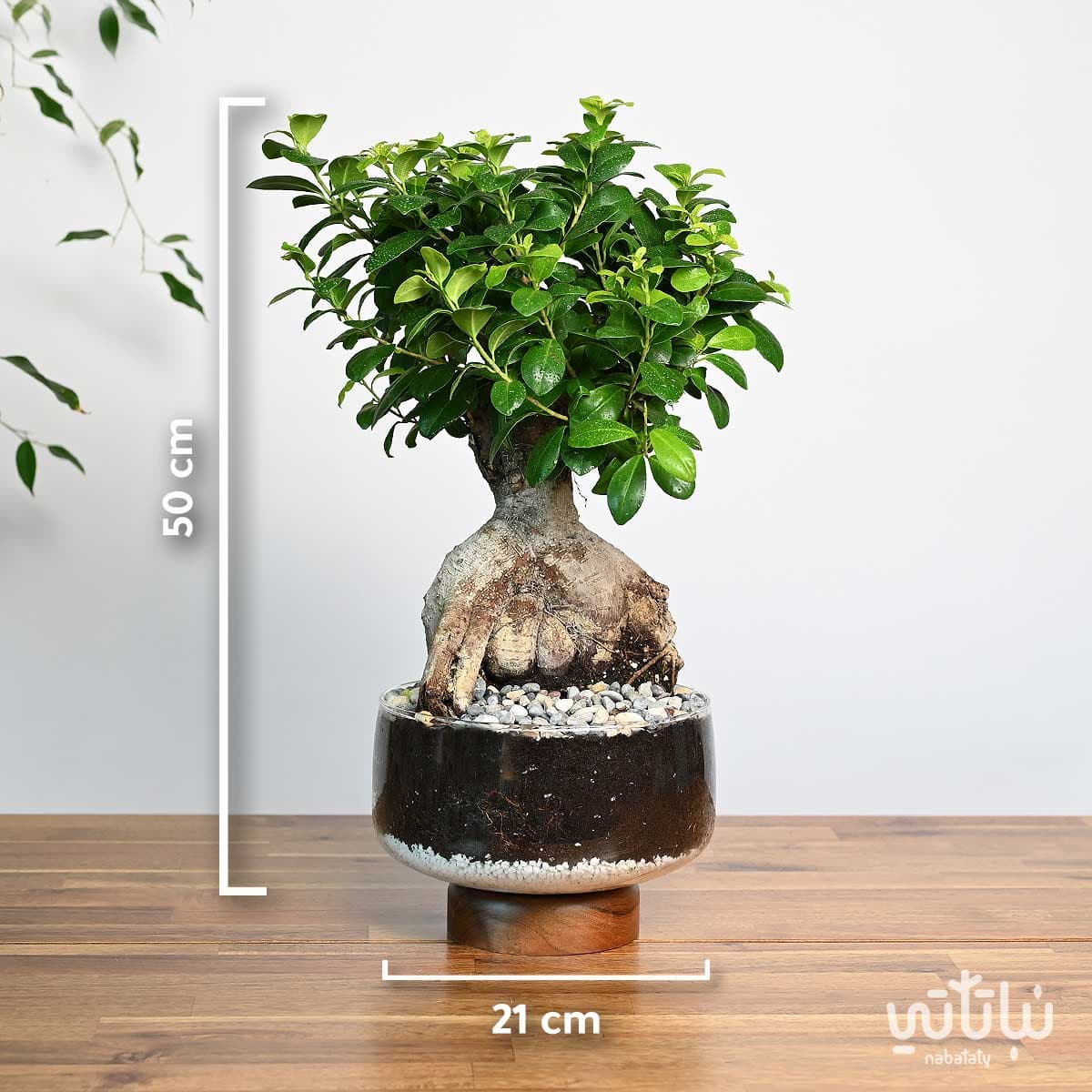 نبتة بونساي في اصيص زجاجي 3