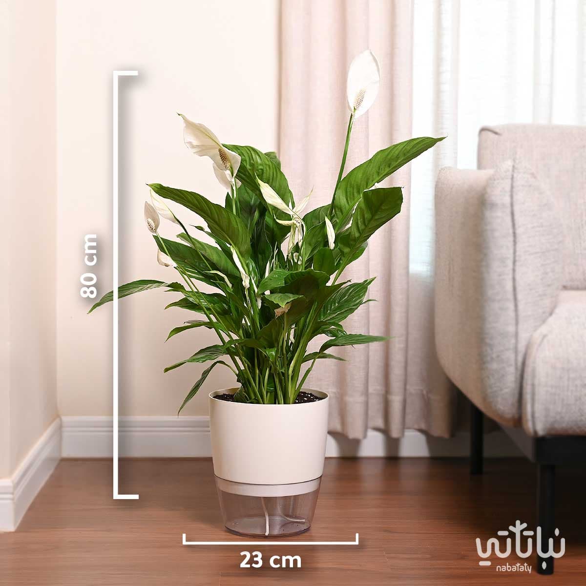 نبتة الاشرعة البيضاء كبيرة في حوض شفاف ذاتي الري ابيض 4