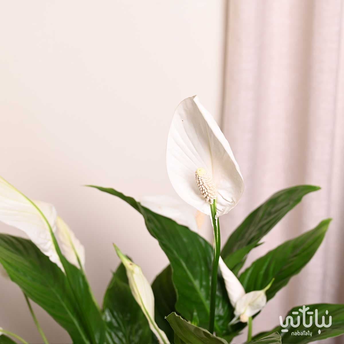 نبتة الاشرعة البيضاء كبيرة في حوض شفاف ذاتي الري ابيض 3