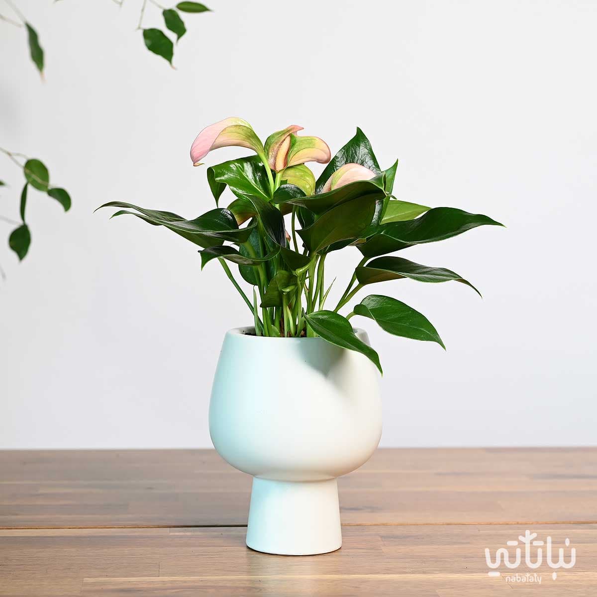 نبتة انتوريوم ازهار وردية في اصيص سيراميك ابيض