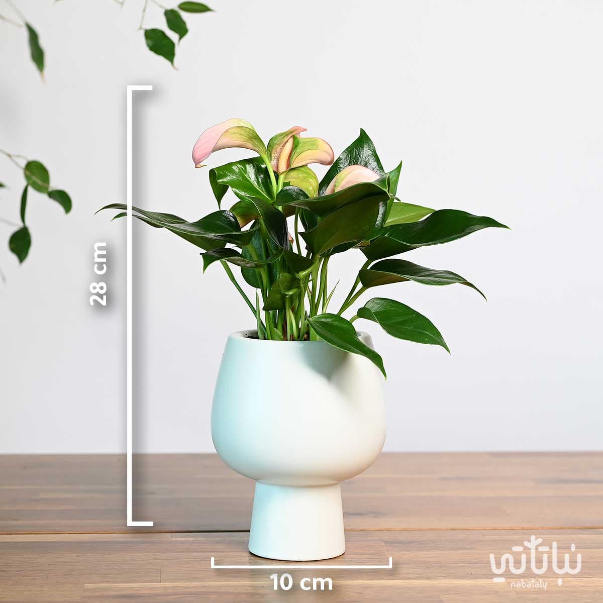نبتة انتوريوم ازهار وردية في اصيص سيراميك ابيض 2
