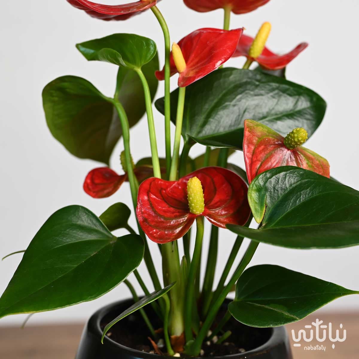 نبتة انتوريوم ازهار حمراء في اصيص سيراميك اسود 3