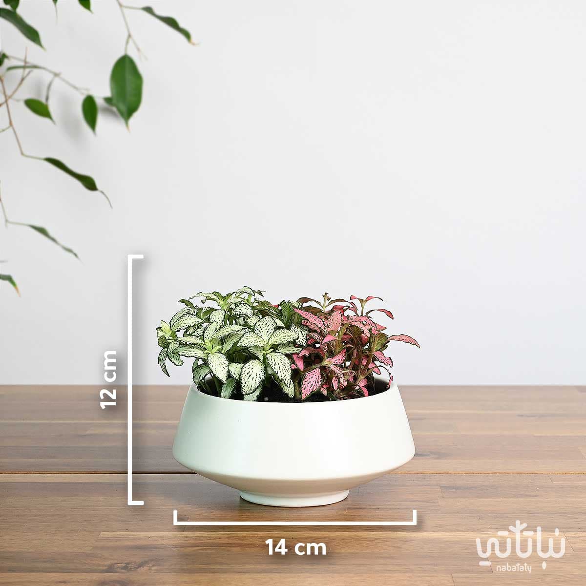 نبتة فيتونيا ملونة في اصيص سيراميك ابيض 2