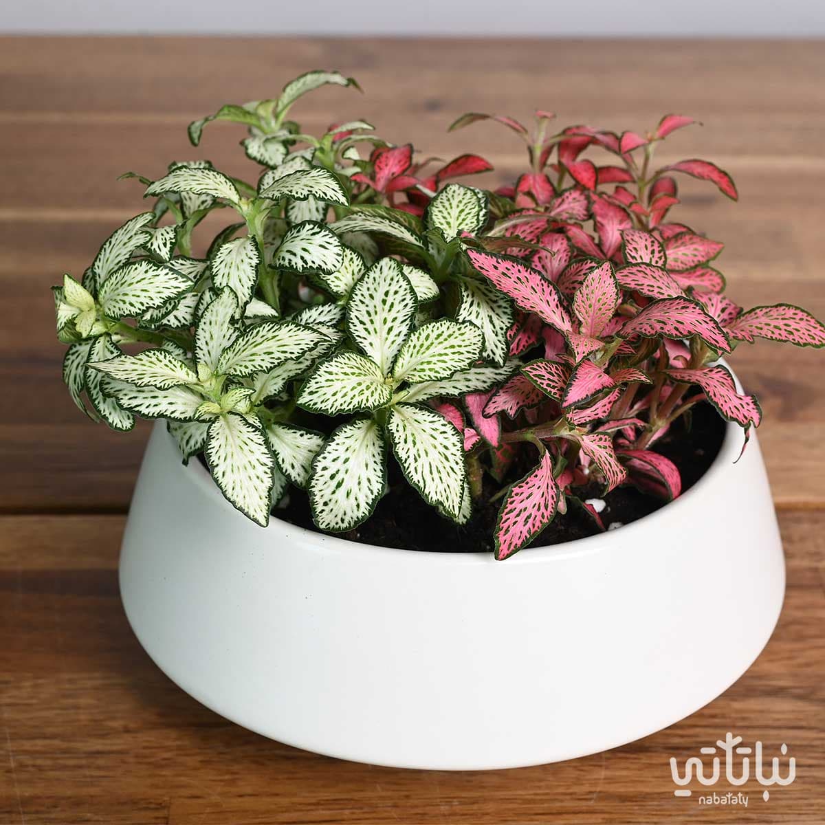 نبتة فيتونيا ملونة في اصيص سيراميك ابيض 3