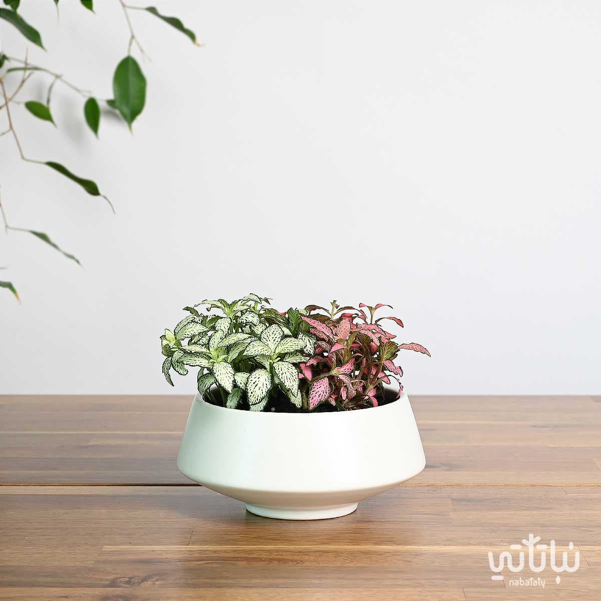 نبتة فيتونيا ملونة في اصيص سيراميك ابيض