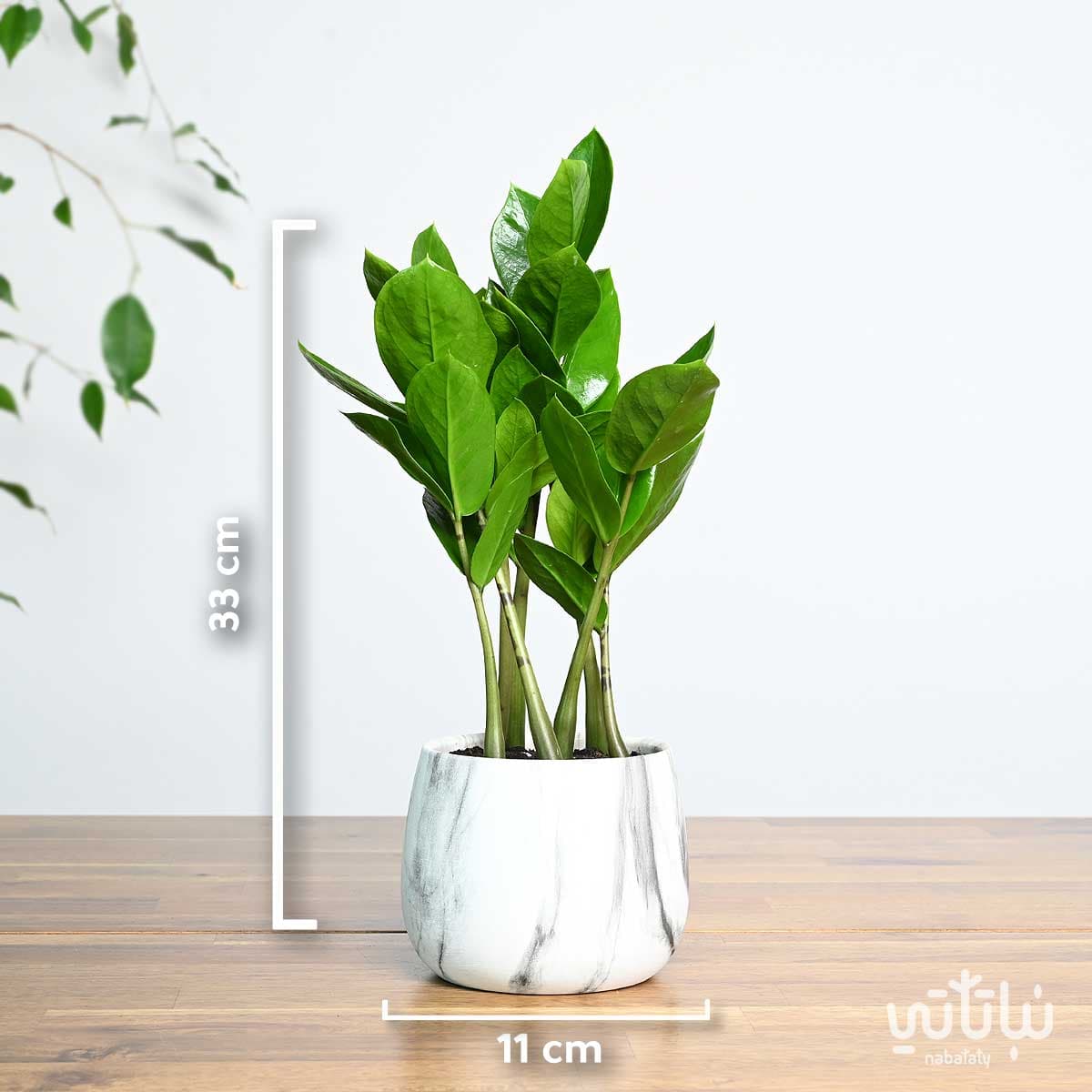 Small Zamia plant in a ceramic pot 3