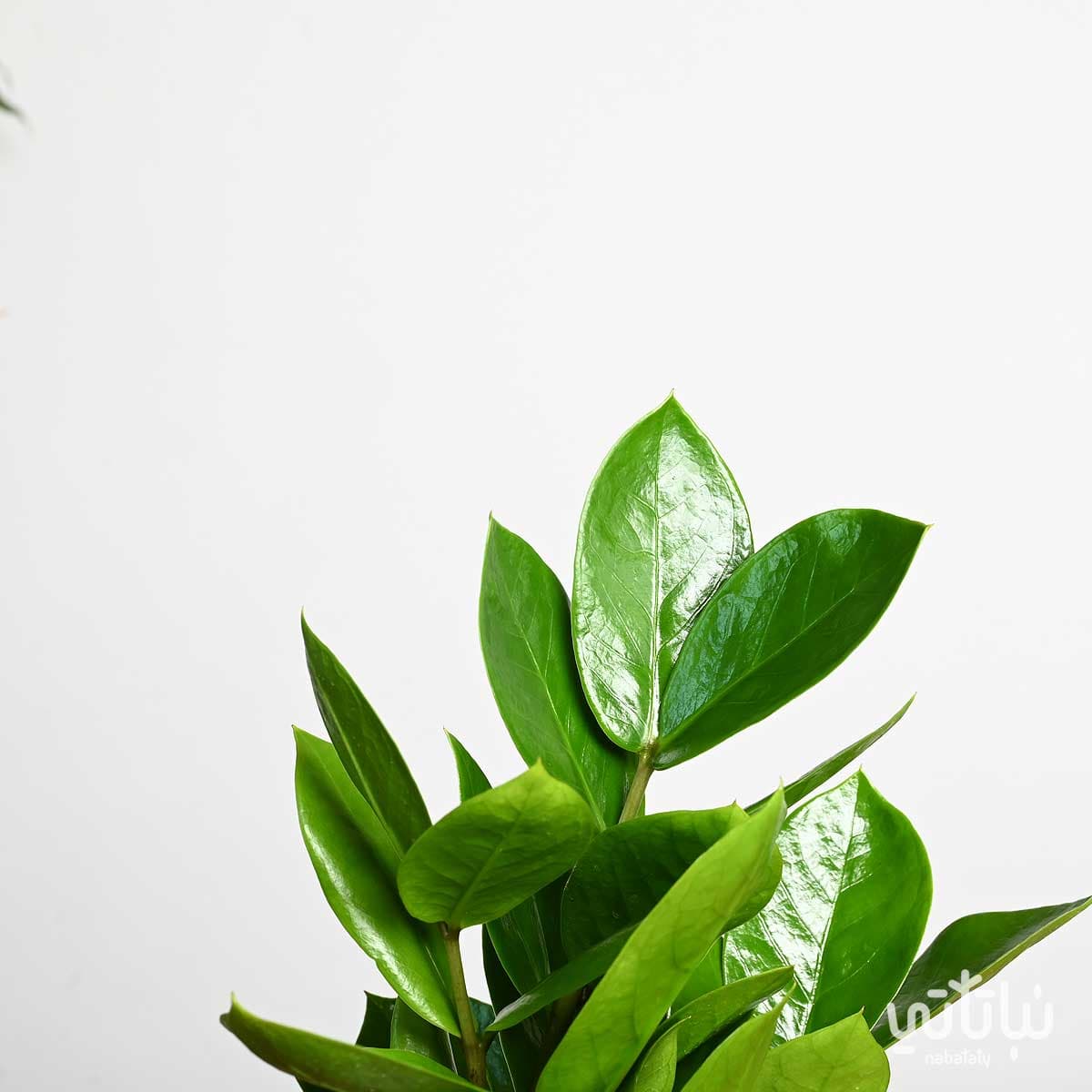 Small Zamia plant in a ceramic pot 2