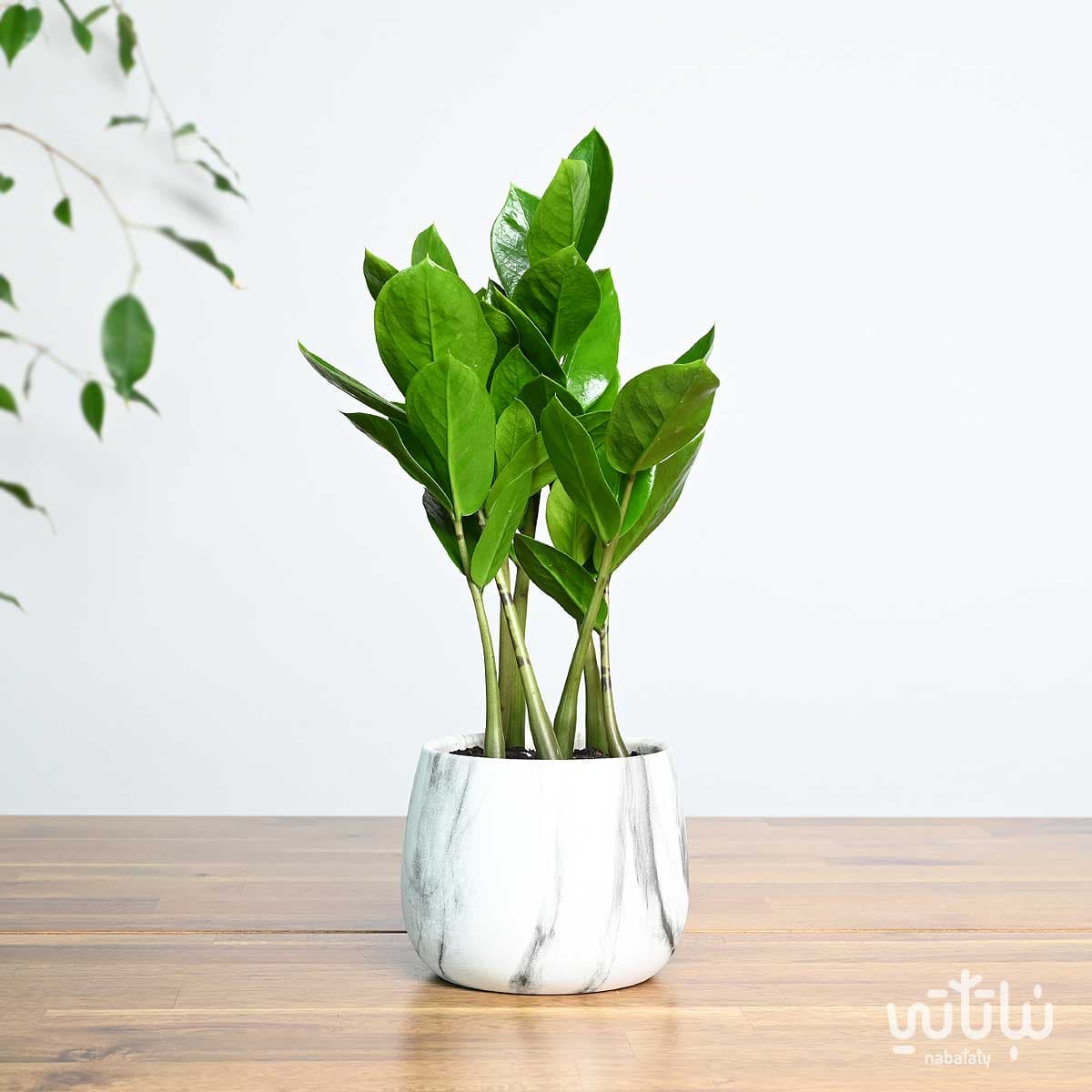 Small Zamia plant in a ceramic pot 1