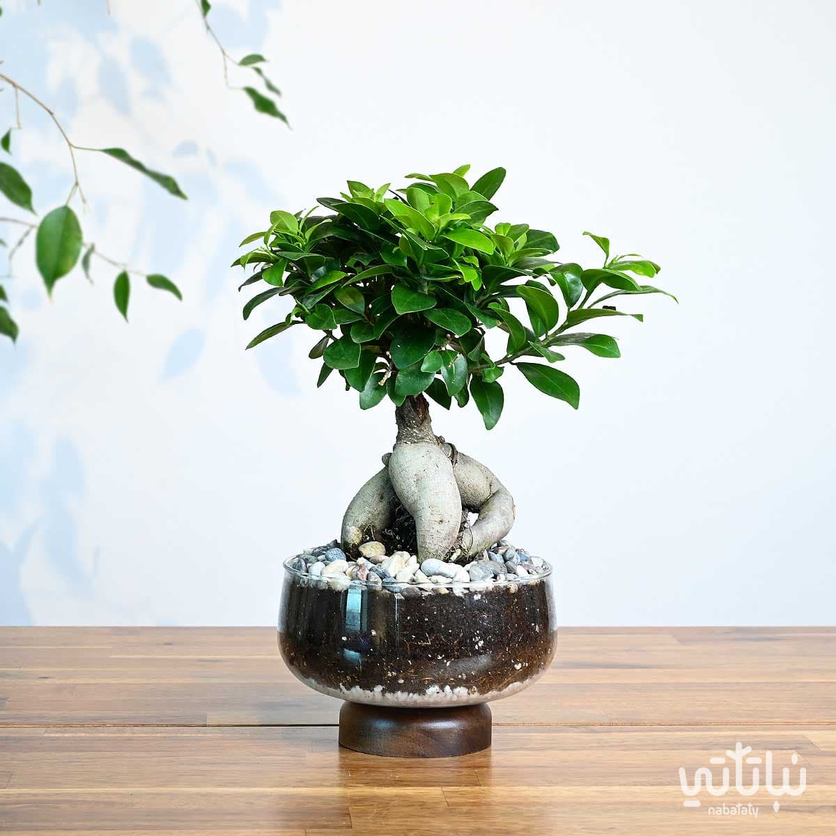 Small bonsai plant in a glass pot 1
