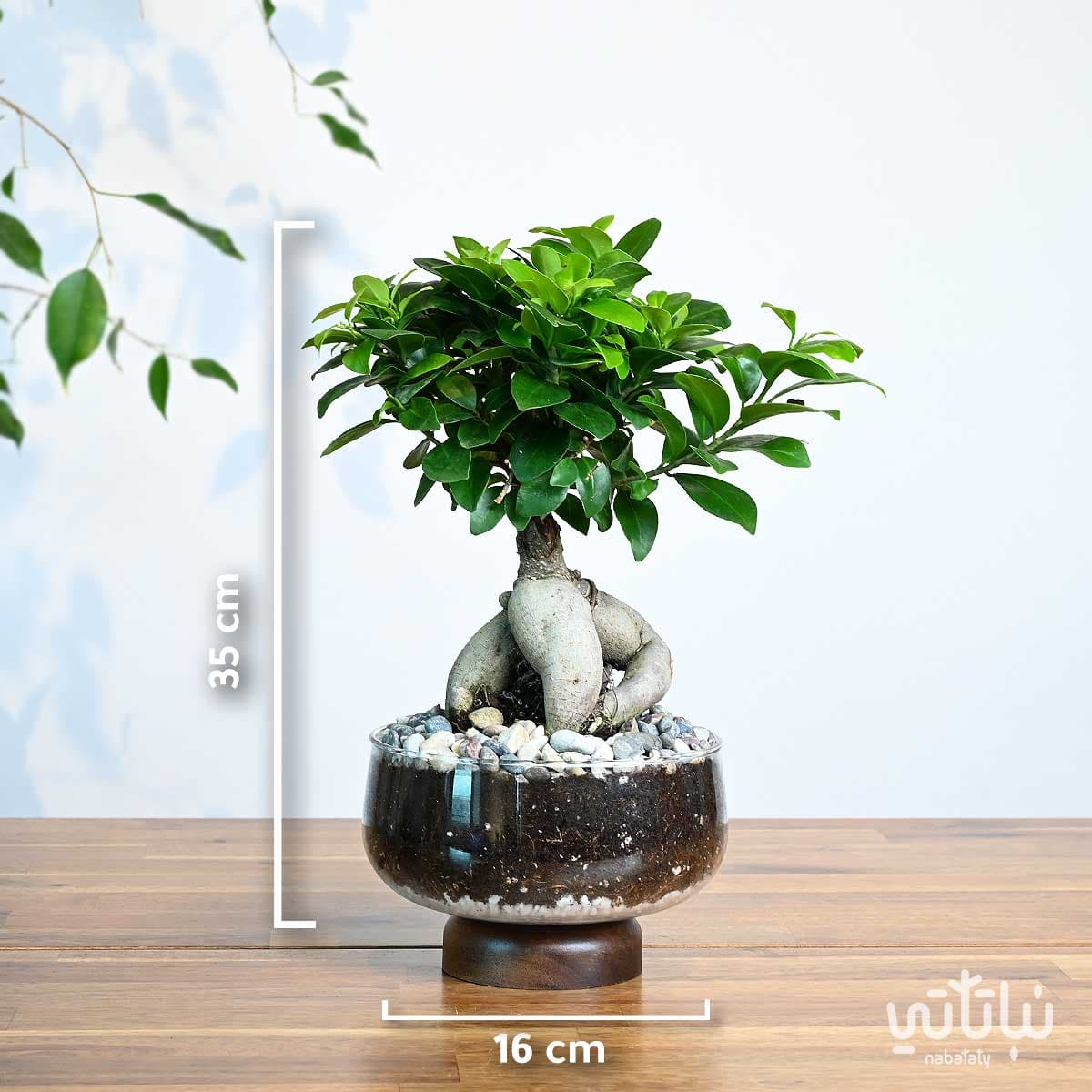 Small bonsai plant in a glass pot 2
