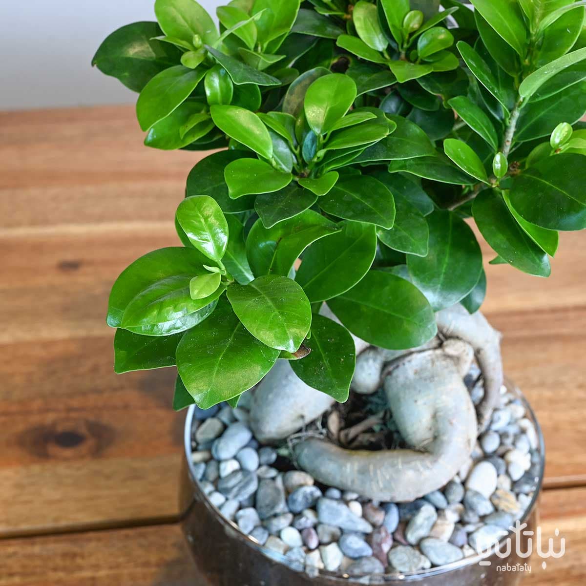 Small bonsai plant in a glass pot 3
