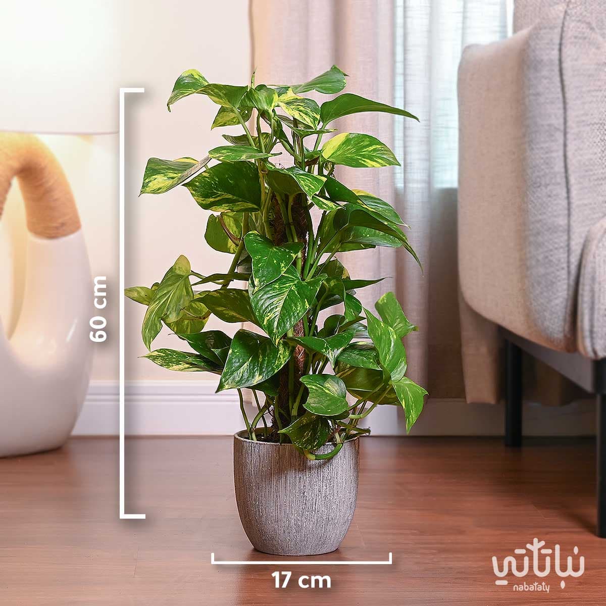 نبتة بوتس متسلقة في حوض اسمنتي رمادي 2