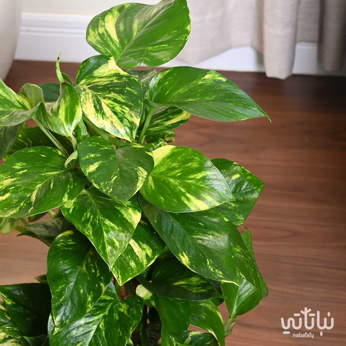 نبتة بوتس متسلقة في حوض اسمنتي رمادي 3