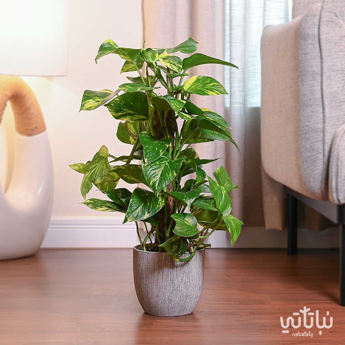 نبتة بوتس متسلقة في حوض اسمنتي رمادي 1