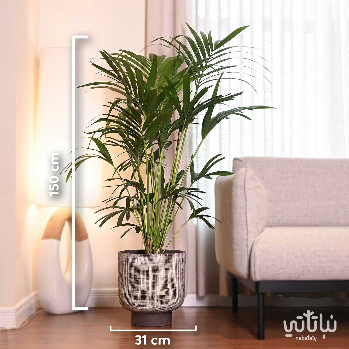 نبتة كينتيا كبيرة في حوض اسمنتي رمادي 2