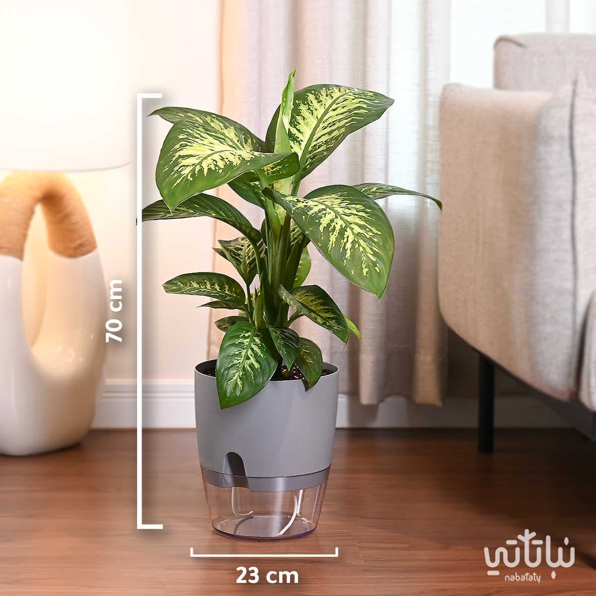 Dieffenbachia Plant in a Gray Self-Watering Transparent Pot 2