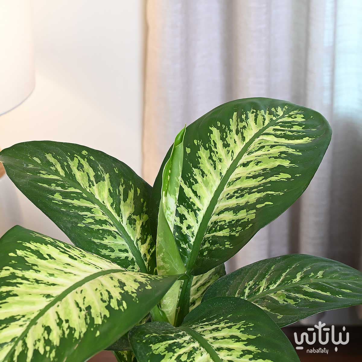 Dieffenbachia Plant in a Gray Self-Watering Transparent Pot 4