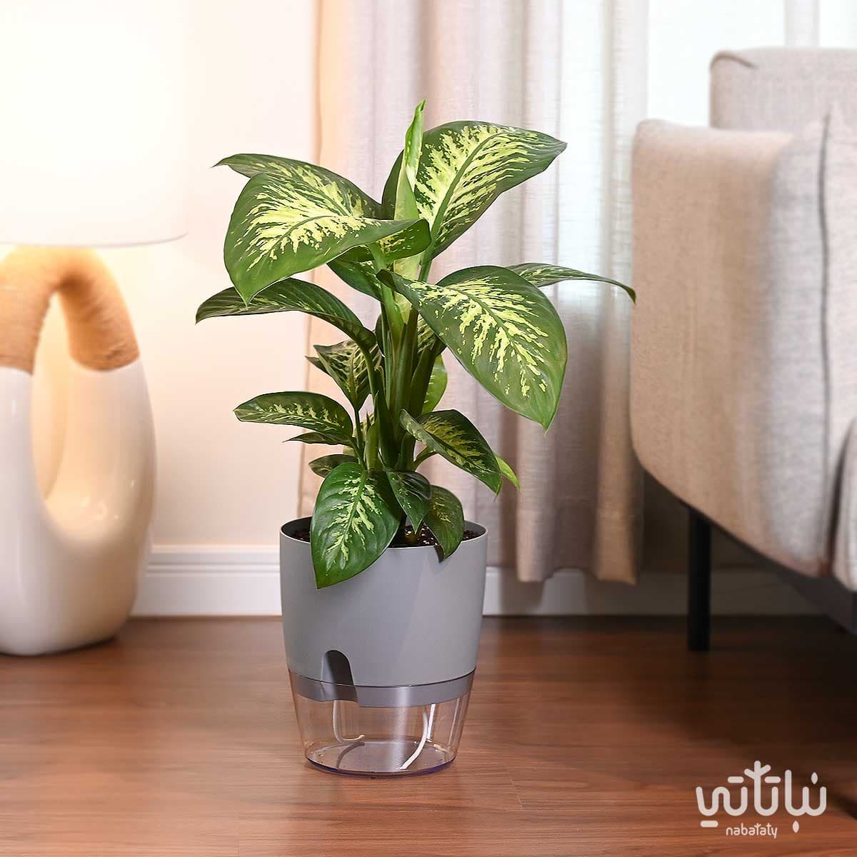 Dieffenbachia Plant in a Gray Self-Watering Transparent Pot