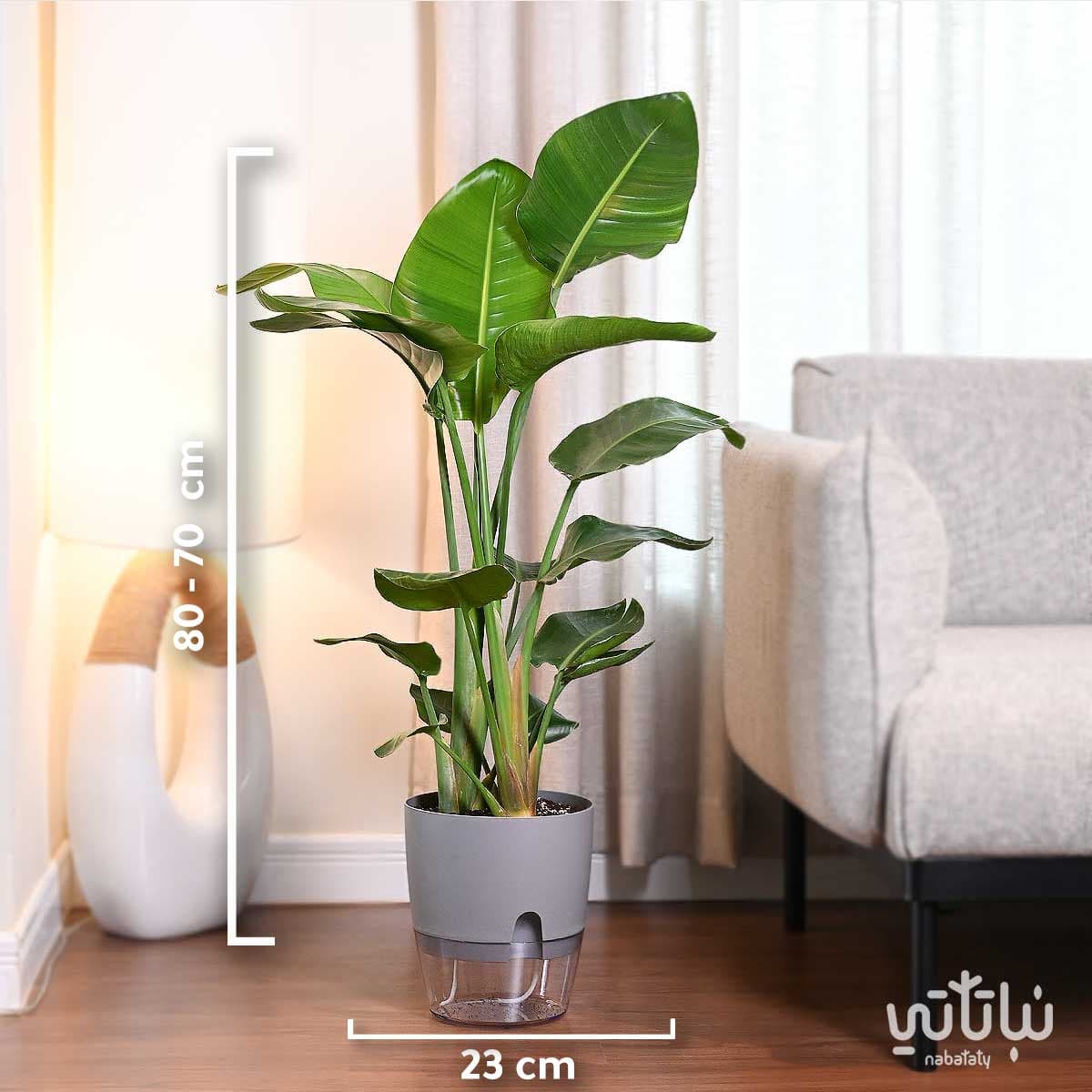 نبتة عصفور الجنة في حوض شفاف ذاتي الري رمادي 2