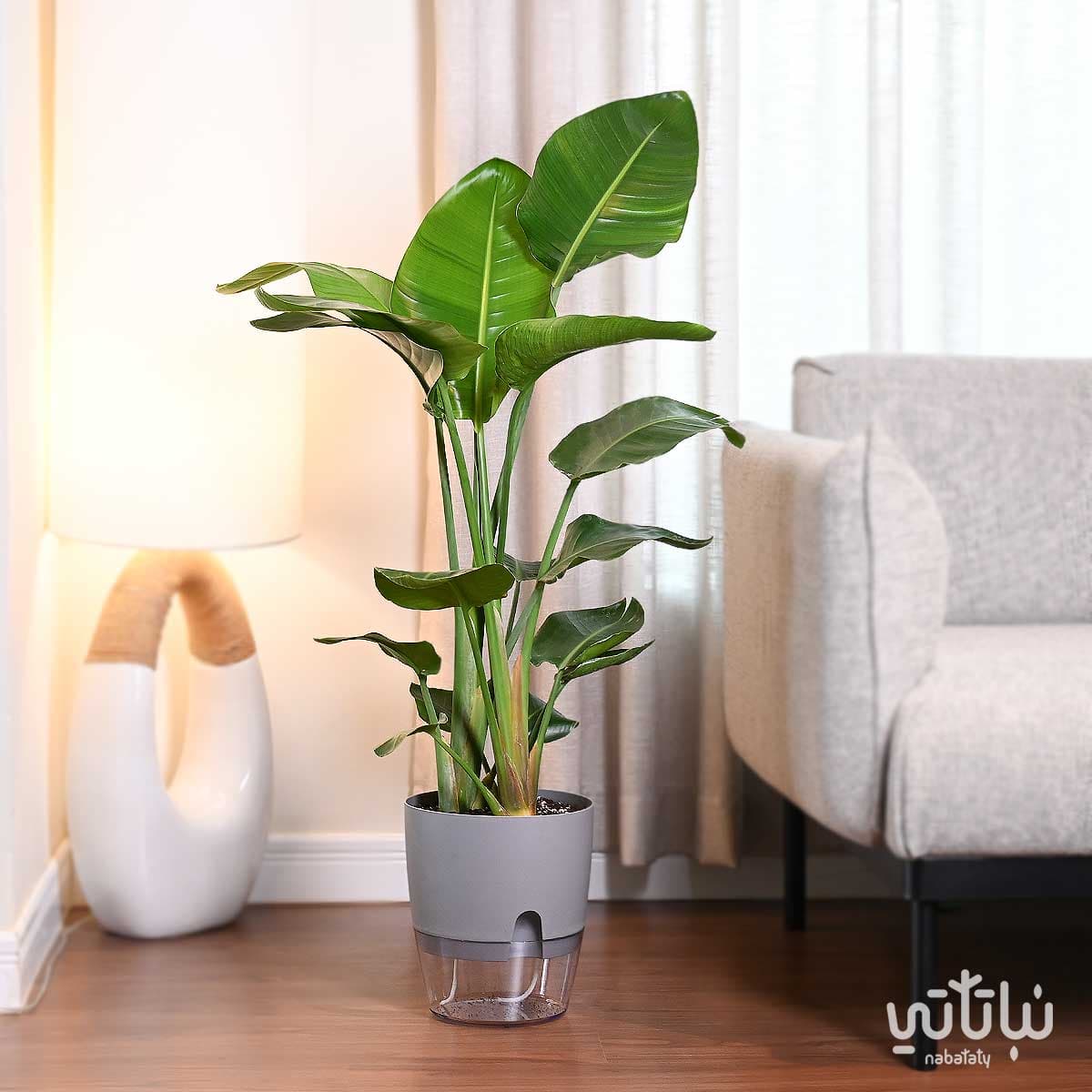 نبتة عصفور الجنة في حوض شفاف ذاتي الري رمادي