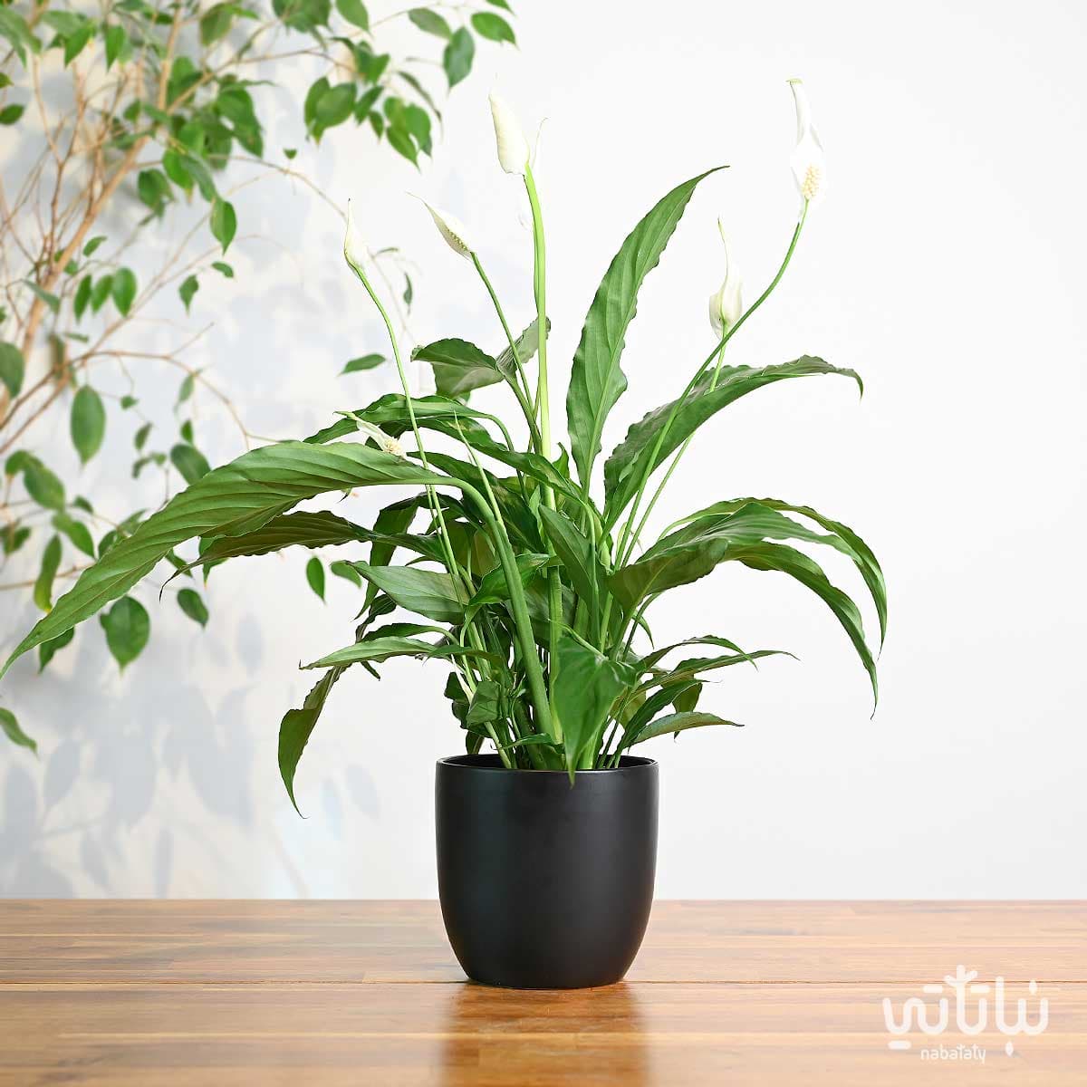 نبتة الاشرعة البيضاء في اصيص سيراميك اسود 1