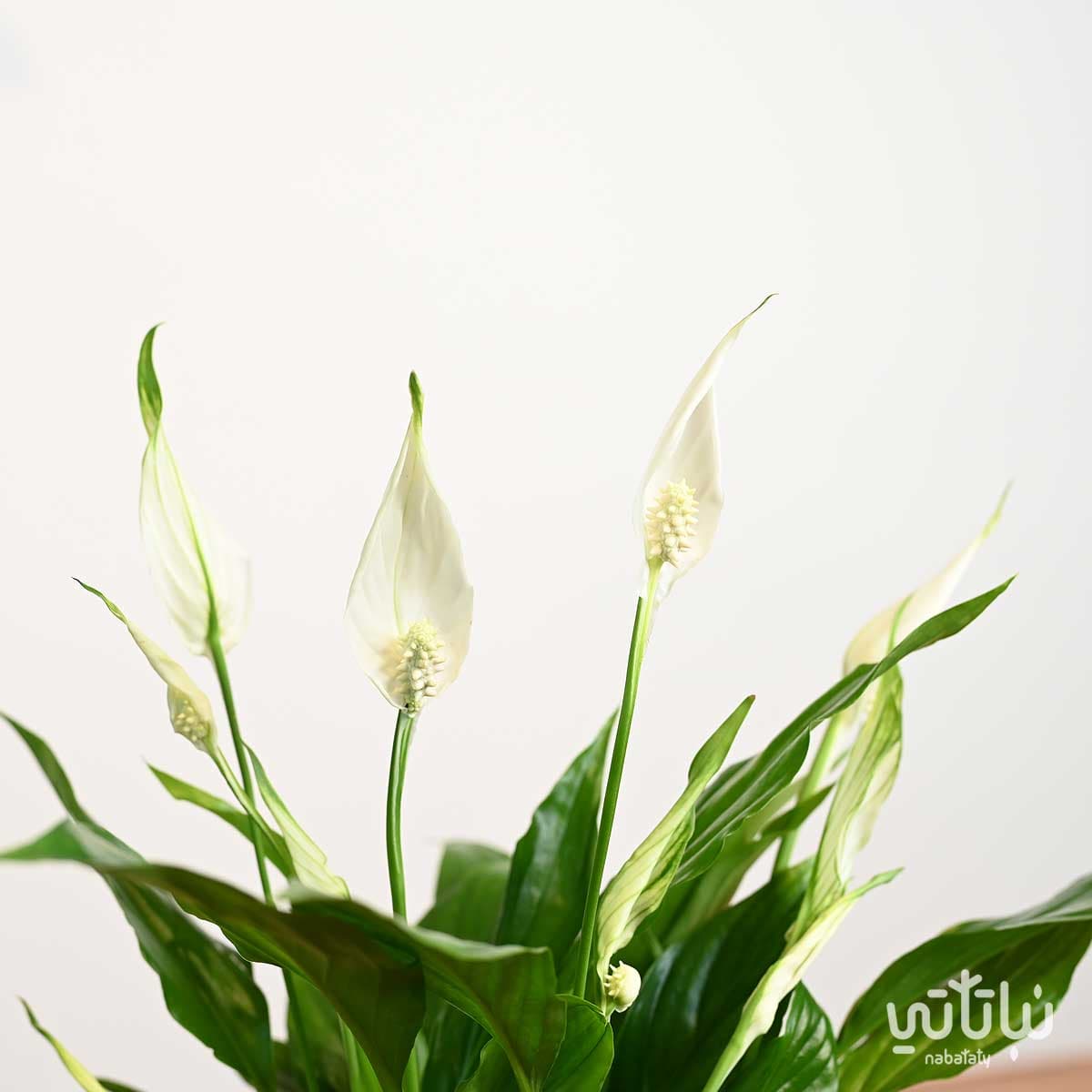 نبتة الاشرعة البيضاء صغيرة في اصيص سيراميك رمادي 3