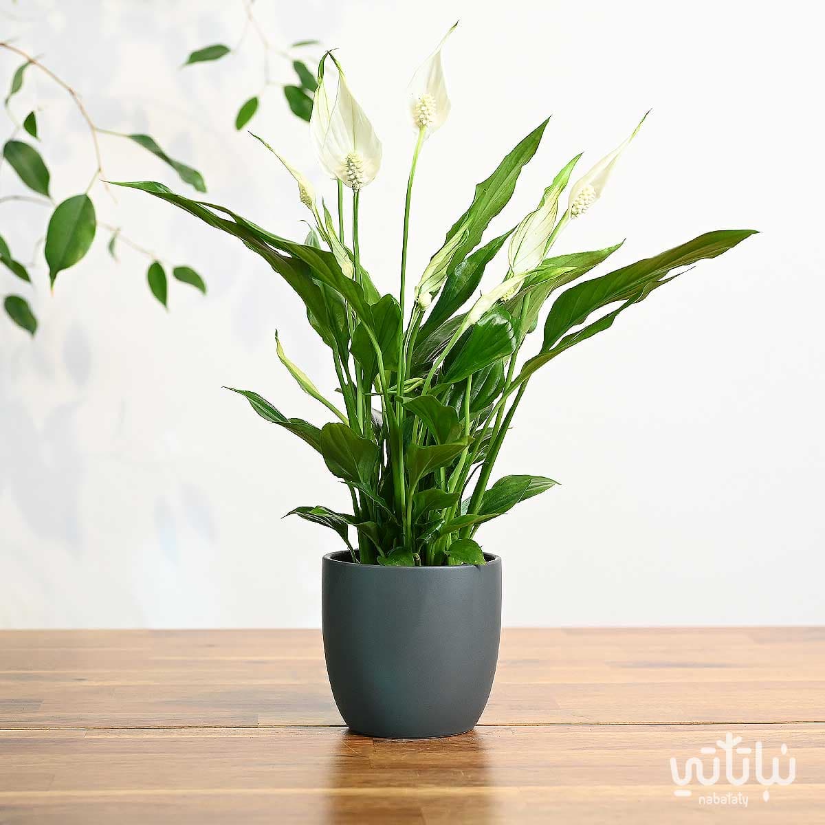 نبتة الاشرعة البيضاء صغيرة في اصيص سيراميك رمادي 1