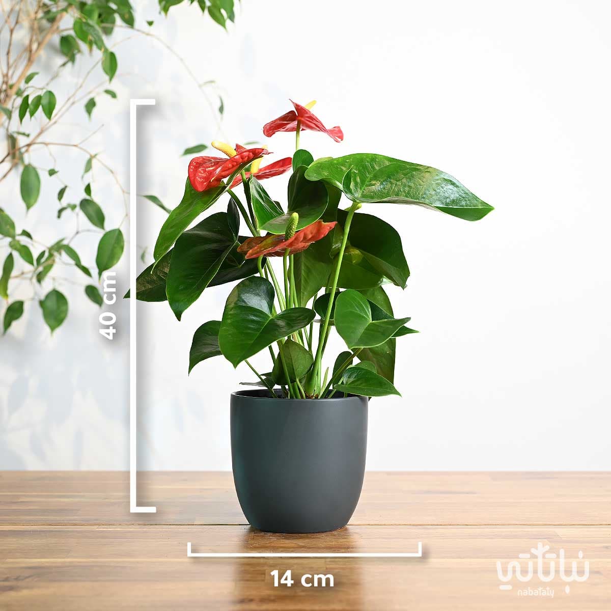 نبتة انتوريوم احمر في اصيص سيراميك رمادي 3