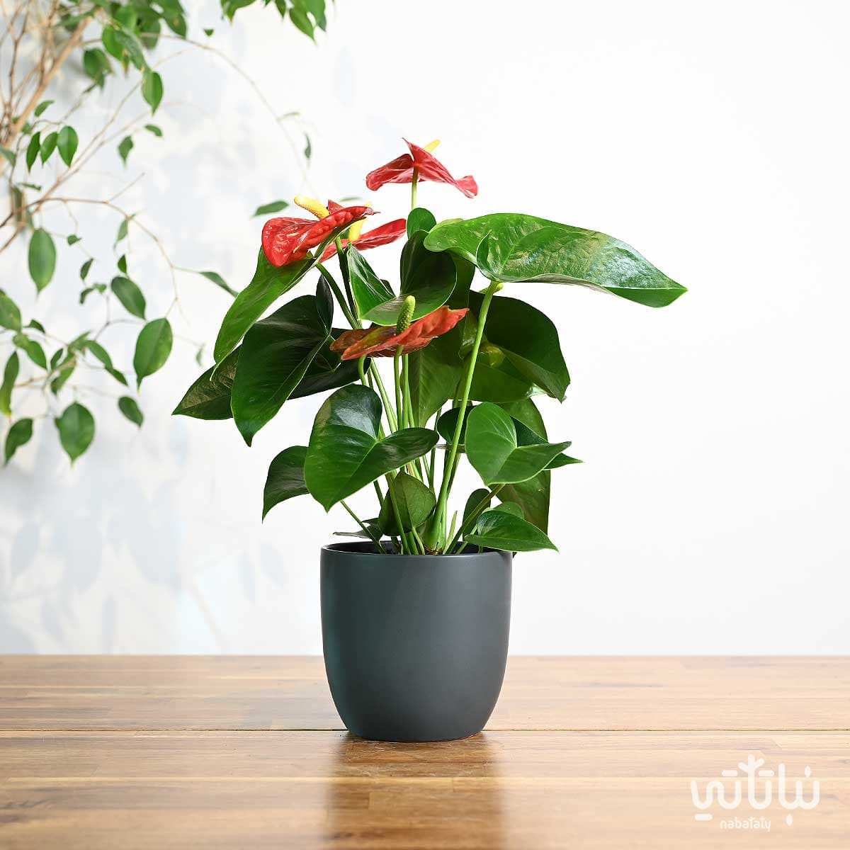 نبتة انتوريوم احمر في اصيص سيراميك رمادي