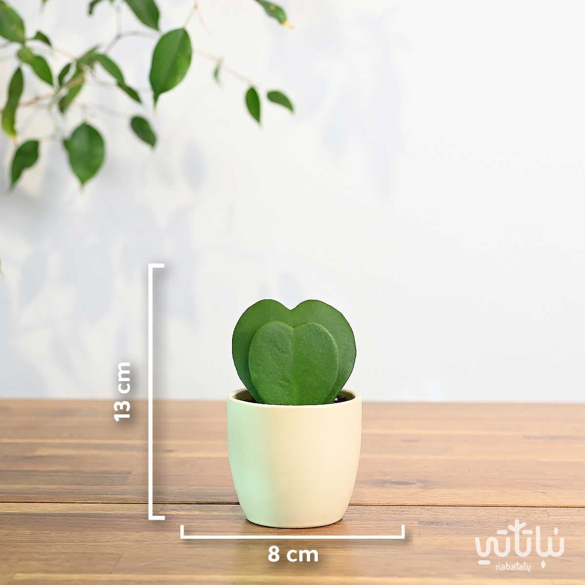 نبتة هويا قلب الحب دبل في اصيص سيراميك كريمي 2