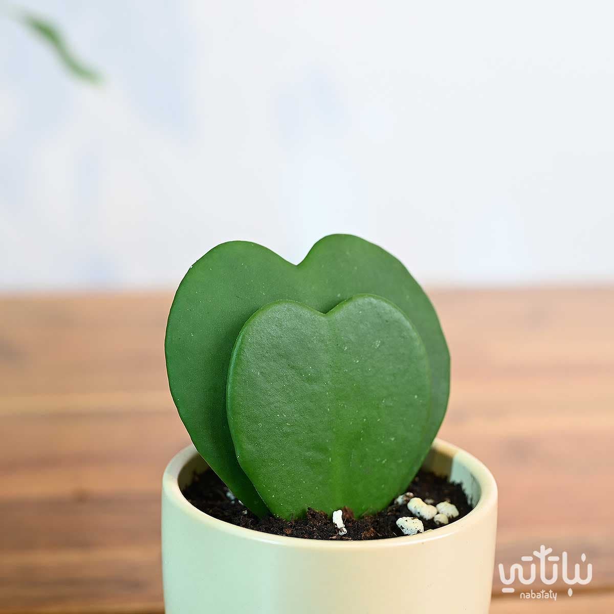 نبتة هويا قلب الحب دبل في اصيص سيراميك كريمي 3