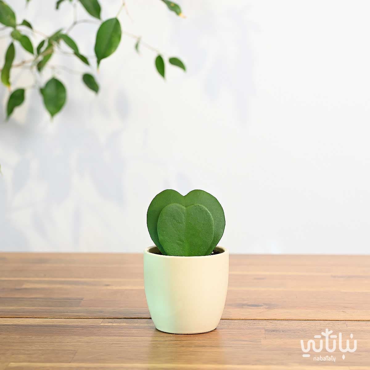 نبتة هويا قلب الحب دبل في اصيص سيراميك كريمي