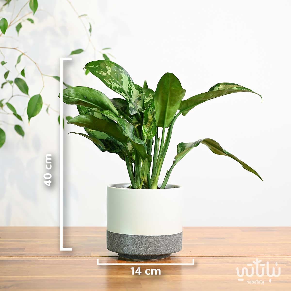 نبتة اجلونيما في اصيص سيراميك ابيض 3