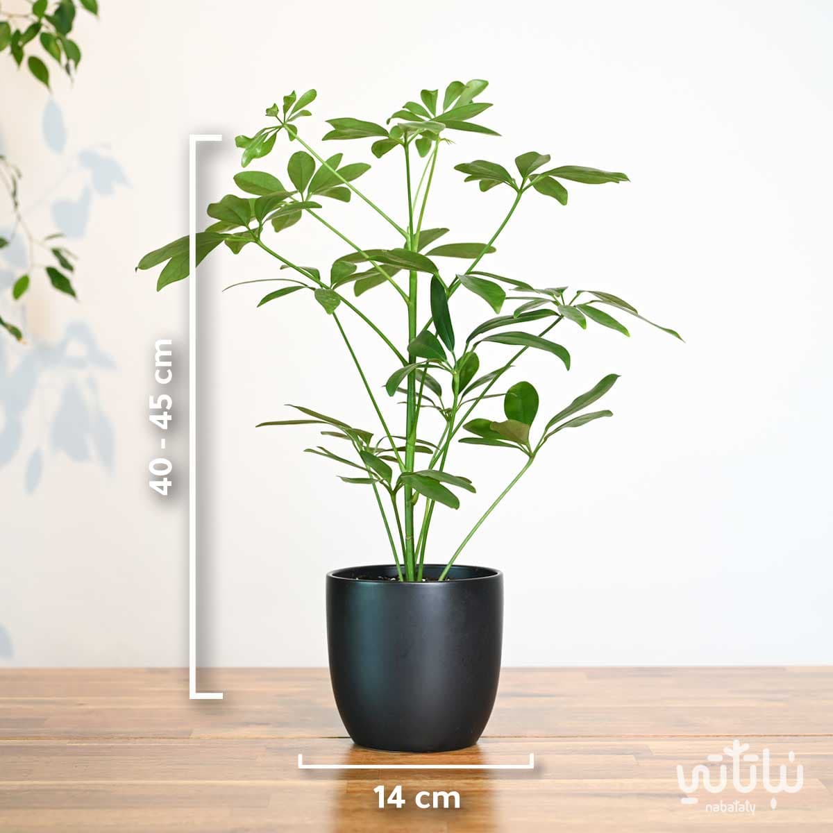 نبتة شفليرا خضراء في اصيص سيراميك اسود 2