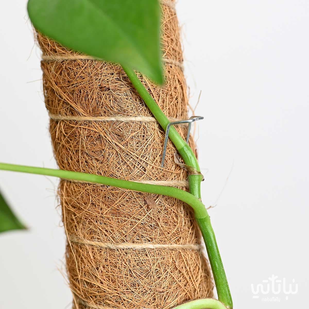 مشبك تثبيت 2